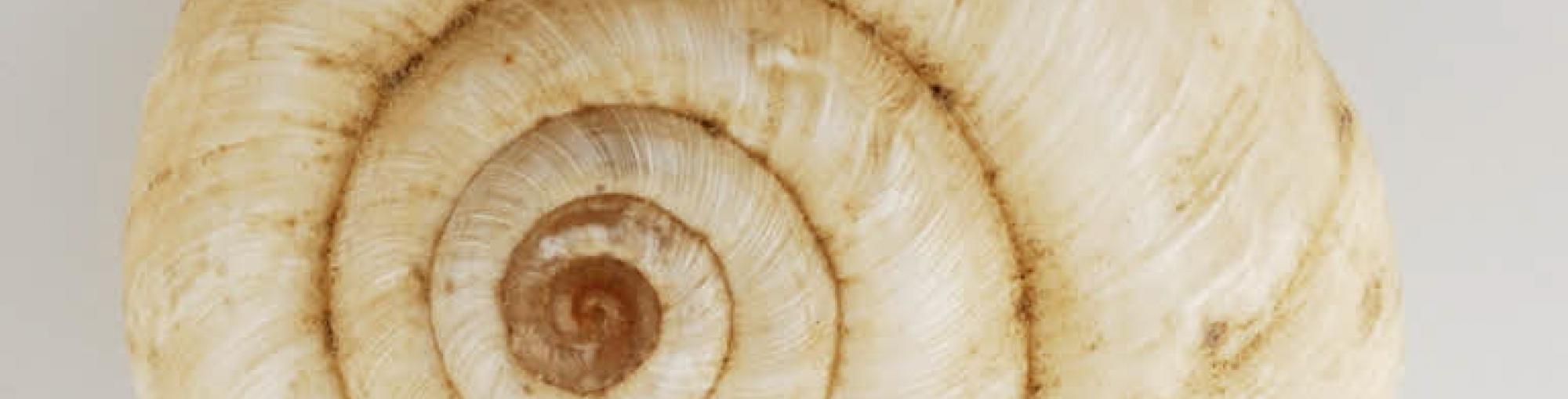 Coquillage musée du Louvre Thumbnail